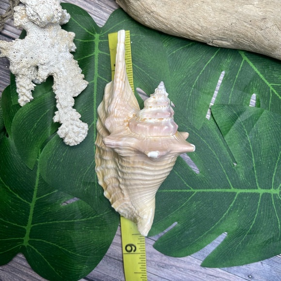 Unique Rare Rooster Tail Conch Seashell Collector Coastal Nautical Display Shell - Picture 7 of 17